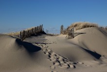 The coastal dunes / ***