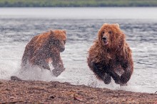 Bear jumps / ***