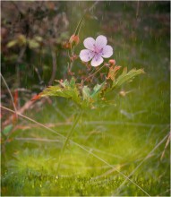 Blossoming flower of Joy / ***