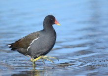 Water hen / ***