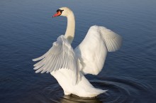 Swan / ---