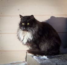 Former intellectual / ***