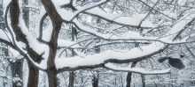 There were a lot of snow ... / ***