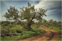 Mediterranean oak / ***