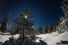 Moonlit Night / ***