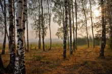 Landscape near Moscow / ***