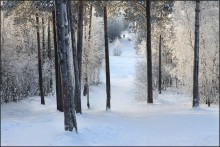 A forest path / ***