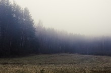 Forest in fog / ***