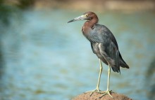 Reddish egret / Reddish egret