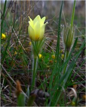 Spring Flowers / ***