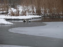 Backwater / ***