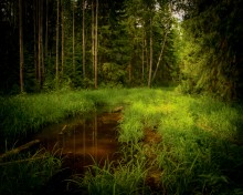 I went as a forest .. / ***
