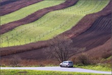 Striped field / ***