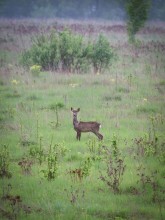 Roe deer in the field once in May ... / ***