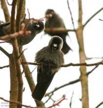 Jackdaws / ***