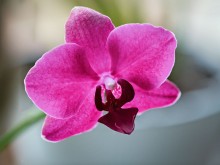 February. Flowered orchid / ***