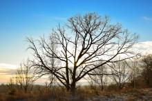 Oak / ***
