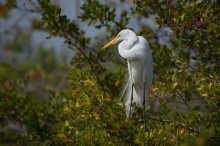 Snowy egret / Snowy egret