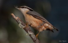 Nuthatch ordinary / ***