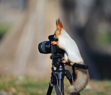 Wildlife Photography / ***