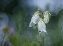 In the fairy forest ... / ***