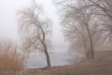 Winter willow. / ***