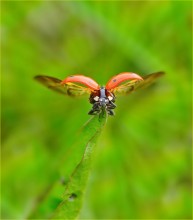Ladybug / ***