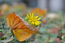Autumn / ***
