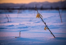 About Pink snow)) / ***