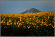 Sunflower kingdom. / ***