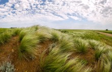 Flowering grass mat. / ***