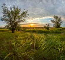 Steppe species. / ***