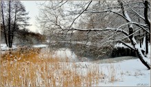 reeds near the shore / ***