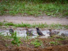 August. Starlings shed / ***