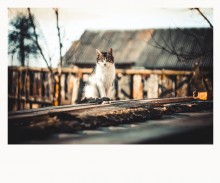 Country Cat / ***