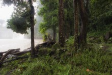 In the jungle / ***