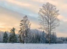 Hoarfrost on birches. / ***