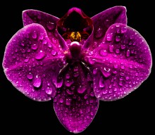 Tears orchid / ***
