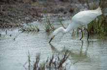 Snowy egret / Snowy egret