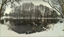 trees on the shore / ***