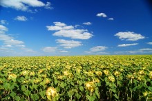 field of sunflowers / .....