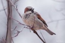 House-sparrow / ***