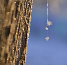 Snowflakes on cobweb / ***