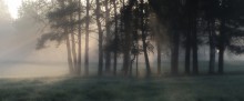 In the pine forest / ***