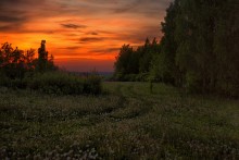 Dandelions in the sunset / ***