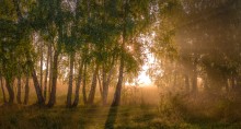 Morning in the birch forest / ***