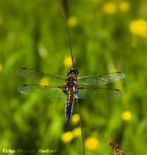 Sunbathing / ***