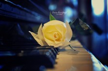 White Rose / ***