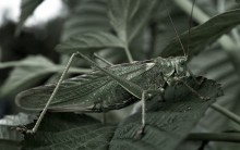 Grasshopper / ***