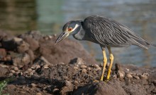 Yellow-crowned Night Heron / Nyctanassa violacea